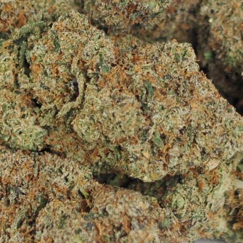 Donny Burger - Purple Indica Big Buds 225g Bag (Indoor)